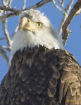 American Bald Eagle 1836